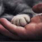 With Emotional-Support Animals on the Rise, How Are Colleges Responding?