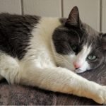 Why pet owners should have a $2,000 end-of-life fund