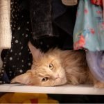 Paws off: protecting clothes from your pets (and what to do when you’ve failed)