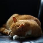 Too many pets kept alive when it’s not the kindest option, say vets