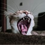 The importance of feline oral health