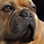 Norway banned the breeding of brachycephalic dogs – is it time for other countries to follow suit?