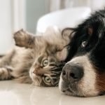 Serving Up Truth Sandwiches About Dogs and Cats