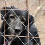 How to help animals in Ukraine: 5 verified charities working on the ground
