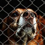 Here’s how to become an animal advocate in your state and why it’s important