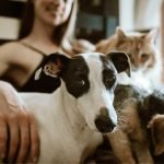 Lawmaker introduces ‘Dog and Cat Bill of Rights’
