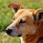 Mo. Woman Who Couldn’t Bear the Thought of Old Dogs Dying Alone Turns Home into Canine Hospice