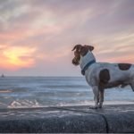 When a deaf woman’s dog went missing, Belfast hurried to help