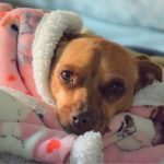 Grant Will Give Struggling Families A Safe Place For Pets