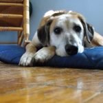 ‘Animals can bring joy’: Duke students find comfort with emotional support pets in dorms