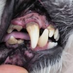 A dog's mouth has been pulled open by a person's hand to reveal tartar and gingivitis