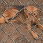 How America Saved Millions of Dogs—By Moving Them