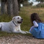 Dog therapy may improve social skills in children on the autism spectrum