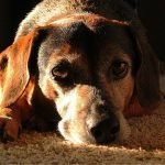 Down, boy? How you can tell if your dog is depressed – and how to help