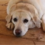 How to curb the pet obesity epidemic