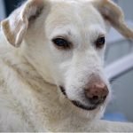 Dogs of war: the conflict in Ukraine is displacing pets as well as people