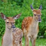 Deer, mink and hyenas have caught COVID-19 – animal virologists explain how to find the coronavirus in animals and why humans need to worry