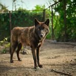 Humans are the main source of COVID-19, but what happens now that we’ve spread it to animals?