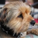 10 minutes with therapy dog ‘can reduce pain, anxiety and depression’ in A&E
