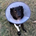 Nationwide releases findings on cancer in dogs