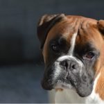 Data analysis links purebred dogs to higher rate of cancer