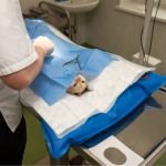 Free veterinary care for pets of Ukrainian refugees launched across Europe