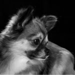 21-year-old chihuahua confirmed as the world’s oldest dog