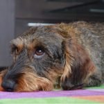 Humans bred dogs to have puppy-dog eyes