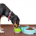 Vegan Diets May Be The Healthiest to Feed Pet Dogs, Say Researchers