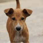 Veterinarians from Romania to Bonners Ferry flock to Ukrainian border for passion that transcends war: the love of pets