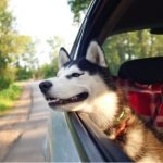 Science Can Help Dogs Enjoy Their Best Life