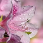 Beautiful but toxic: These common backyard blossoms can be deadly to pets, so think before you plant