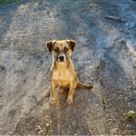 Colorado veterinarian helping families fleeing with pets at Ukraine border