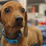 Skin allergies, ear infections among most common conditions that prompt veterinary visits