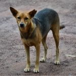 Pet rescue in Gaza: one man’s mission to care for abandoned animals