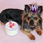 Pampered pooches at a Tokyo pet fair – in pictures
