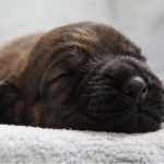 Canine welfare program certifies 100-plus dog breeders