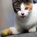 A calico cat with a bandage around its injured paw