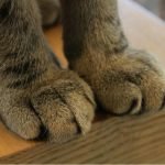 Maryland Becomes Second State to Ban Declawing Cats