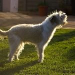 B.C. SPCA calls for ban on canine devocalization or debarking