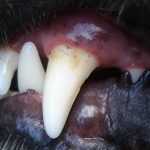 A dog's mouth is partially open revealing its canine teeth