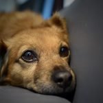 A dog is lying on top of a grey couch