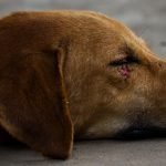 A dog with an injury near its eye is sleeping