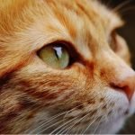 Pets and Cataracts with the Pennsylvania Veterinary Medical Association