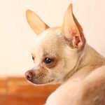 The world’s oldest living dog is 21. Here’s how his owner keeps him fit