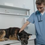 It’s not just doctors and nurses. Veterinarians are burning out, too