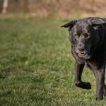 Woman with dementia rescued after 3 days thanks to loyal Lab’s barks
