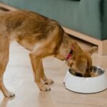 How often you wash your dog’s bowl can affect your health, too, study says