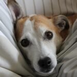 A dog is lying in bed in the covers