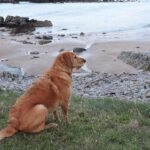 A dog is on the grass staring out across the beach